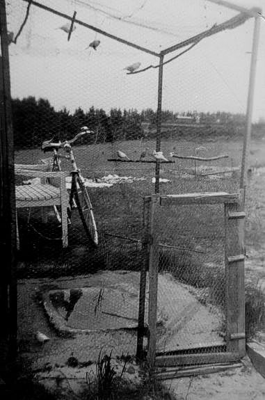 Ro2-.Kenya.Fuglebur.1952.jpg (381×575)